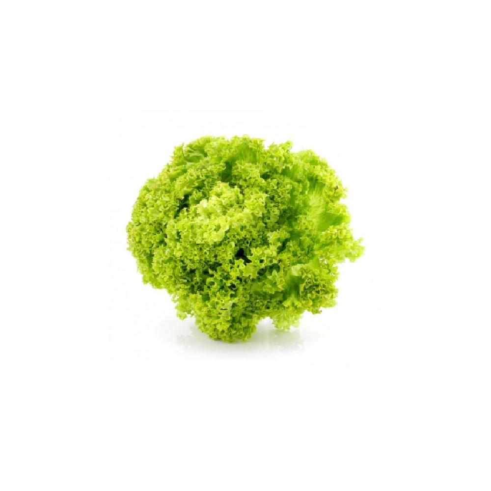 Sałata strzępiasta zielona szt